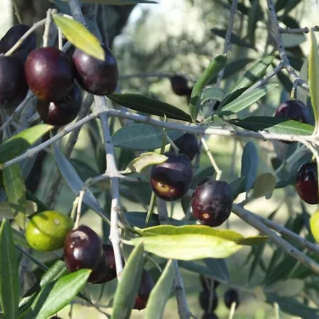 San Marco Montefalco