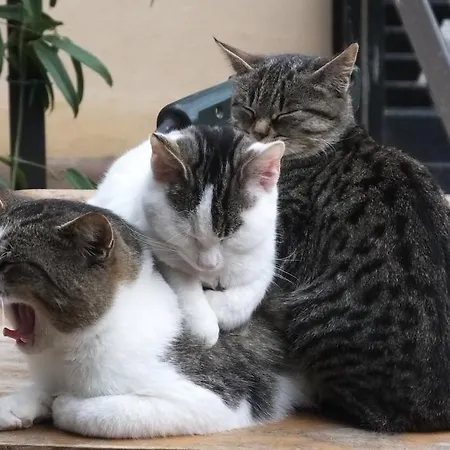 Casa rural San Marco